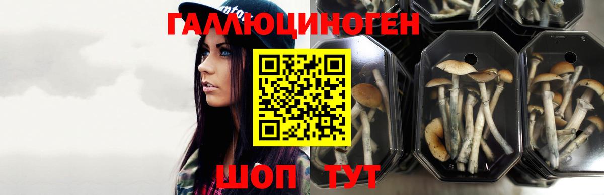 Дмитров  Псилоцибиновые грибы Psilocybe  Вход с VPN 